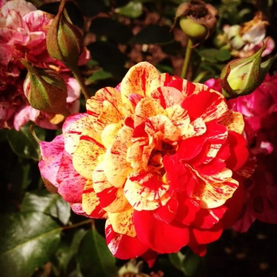 Giallo - rosso - Rosa - Aina® - Produzione e vendita on line di rose da giardino