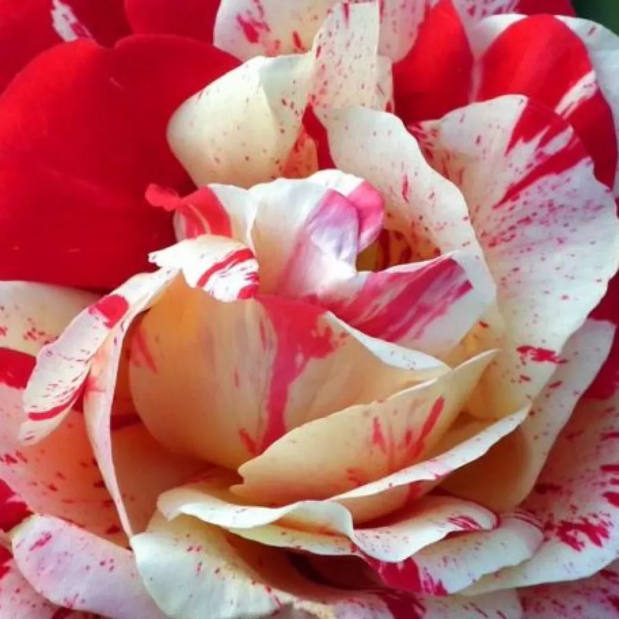 Hybrid Tea - Rosa - Aina® - Produzione e vendita on line di rose da giardino