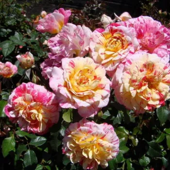 Sárga - vörös csíkos - teahibrid rózsa - diszkrét illatú rózsa - kajszibarack aromájú
