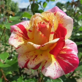 Rosa Aina® - galben rosu - Trandafiri hibrizi Tea