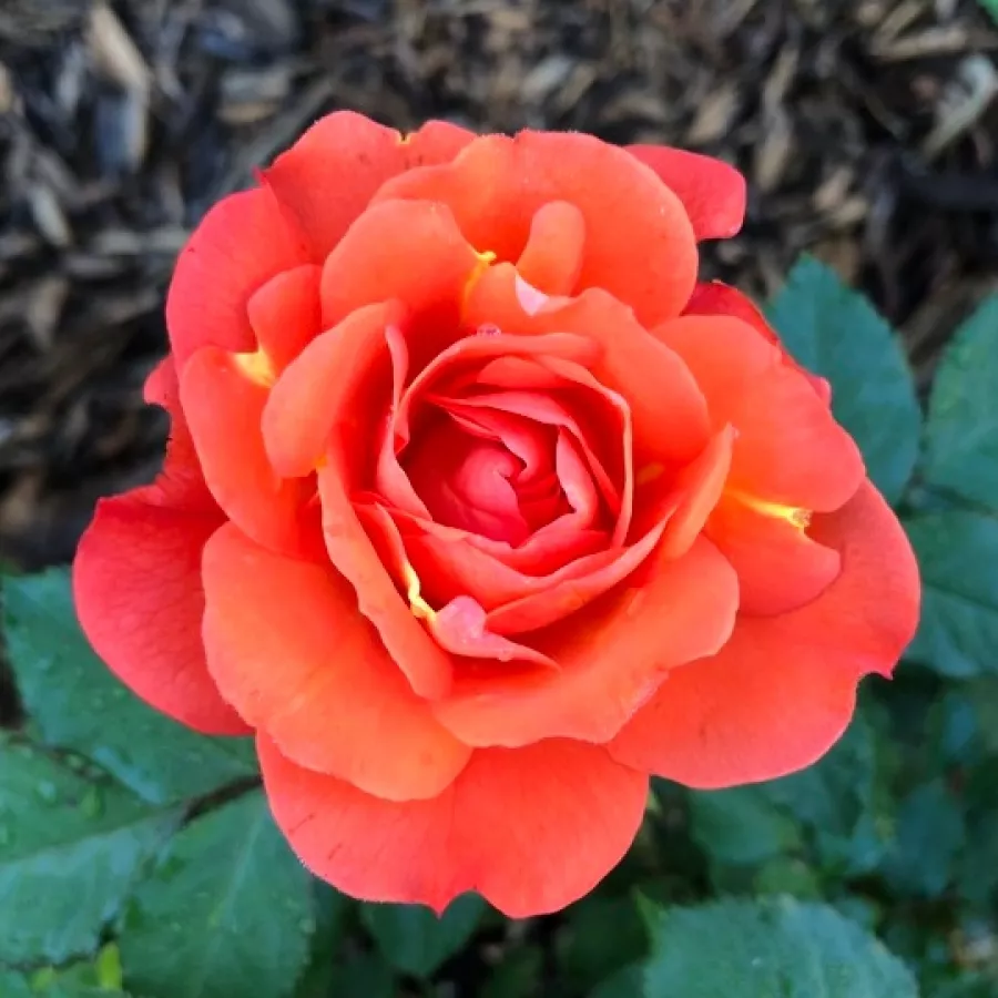 Rosales trepadores - Rosa - Autumn Sunset - Comprar rosales online