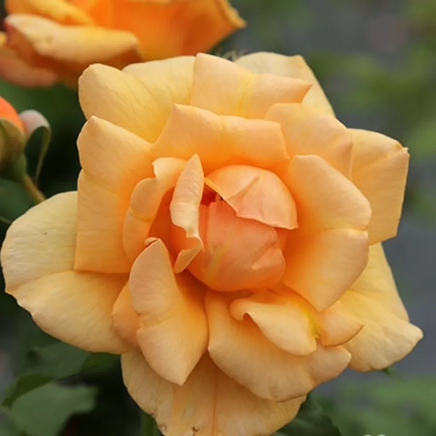 Amarillo - Rosa - Autumn Sunset - Comprar rosales online