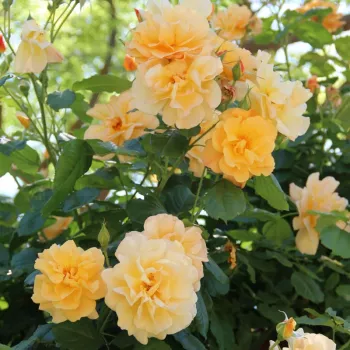Amarillo con tonos naranja - rosales trepadores - rosa de fragancia intensa - clavero