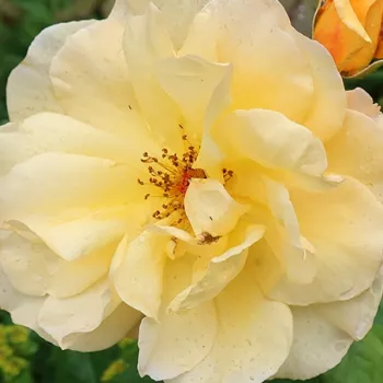 Pedir rosales - rosales trepadores - amarillo - rosa de fragancia intensa - clavero - Autumn Sunset - (150-365 cm)