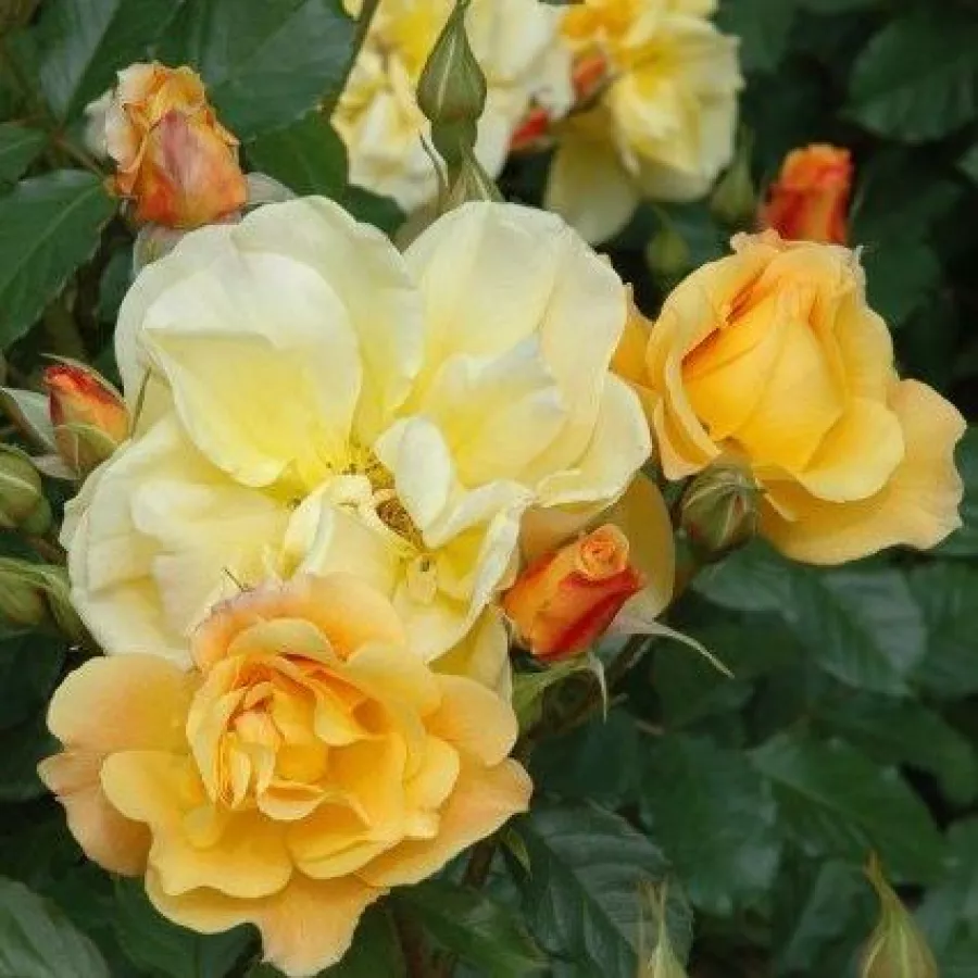 Csokros virágú - magastörzsű rózsafa - Rózsa - Autumn Sunset - Kertészeti webáruház