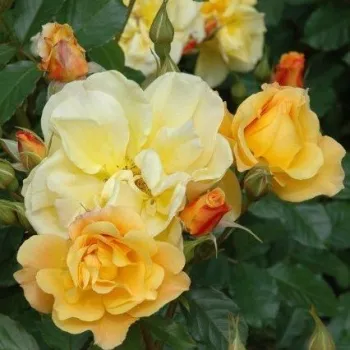 Rosa Autumn Sunset - amarillo - árbol de rosas de flores en grupo - rosal de pie alto