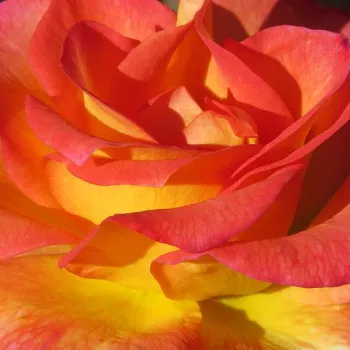 Pedir rosales - amarillo - árbol de rosas de flores en grupo - rosal de pie alto - Autumn Sunset - rosa de fragancia intensa - clavero