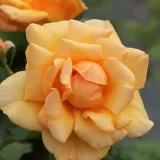 Csokros virágú - magastörzsű rózsafa - Online rózsa rendelés - sárga - Rosa Autumn Sunset - intenzív illatú rózsa - szegfűszeg aromájú