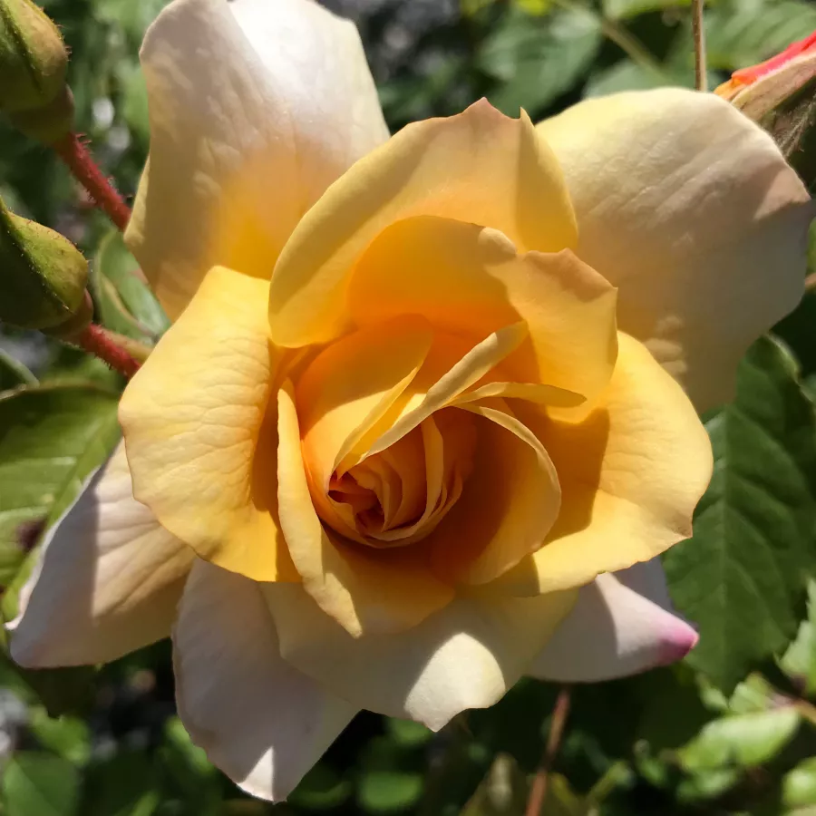 Climber, róża pnąca - Róża - Autumn Sunset - sadzonki róż sklep internetowy - online
