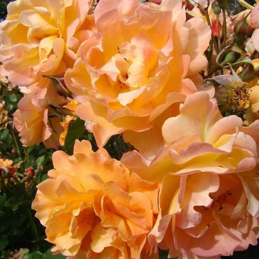 U kiticama - Ruža - Autumn Sunset - sadnice ruža - proizvodnja i prodaja sadnica