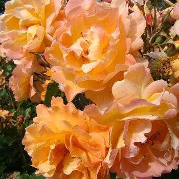 Dzeltena - ar orandžu nokrāsu - climber, vīteņrozes - roze ar spēcīgu smaržu - ar krustnagliņu aromātu