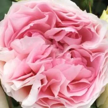 Rózsa kertészet - fehér - rózsaszín - nosztalgia rózsa - Sophia Romantica ® - diszkrét illatú rózsa - kajszibarack aromájú - (60-80 cm)
