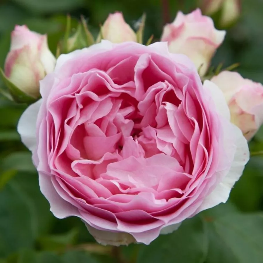 Trandafiri nostalgici - Trandafiri - Sophia Romantica ® - Trandafiri online