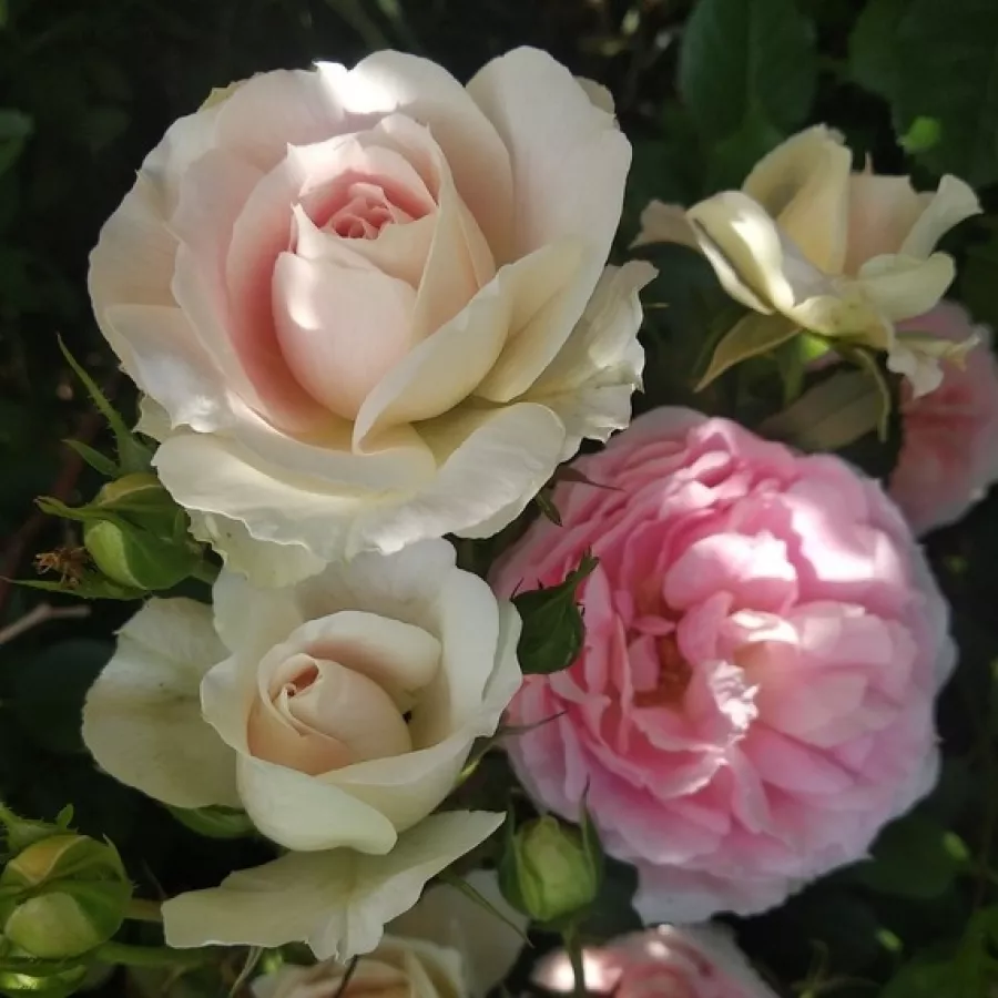 Bianco - rosa - Rosa - Sophia Romantica ® - Produzione e vendita on line di rose da giardino