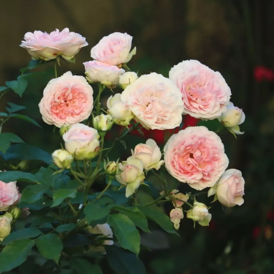 Róża z dyskretnym zapachem - Róża - Sophia Romantica ® - Szkółka Róż Rozaria