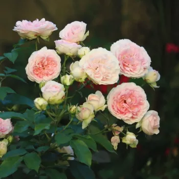 Rosa Sophia Romantica ® - alb - roz - Trandafiri nostalgici