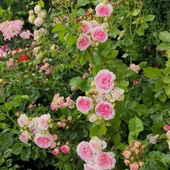 Weiß - rosa - nostalgische rosen   (60-80 cm)
