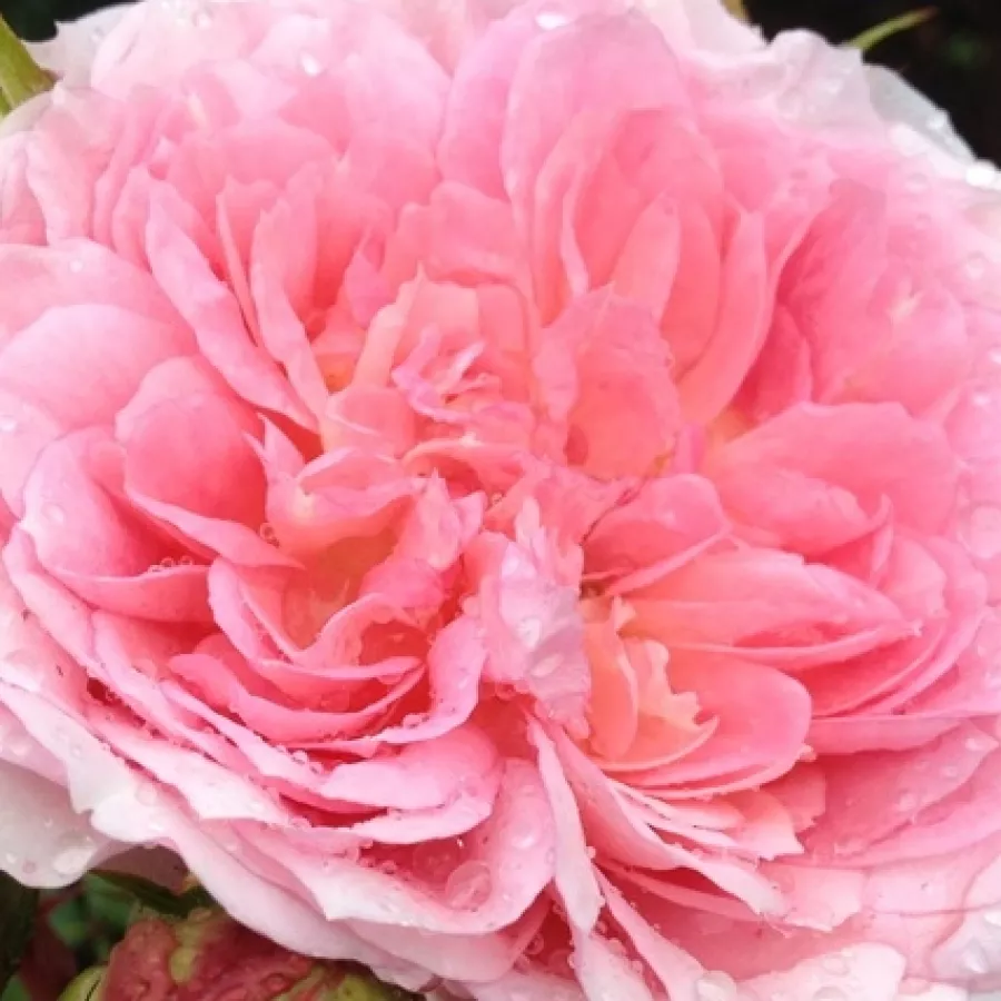 Romantica, Shrub - Rosa - Sophia Romantica ® - Comprar rosales online
