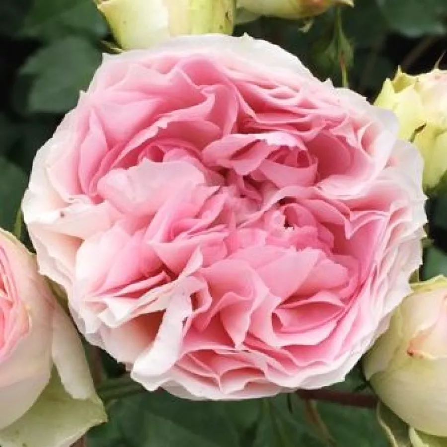 Biały - róż - Róża - Sophia Romantica ® - 