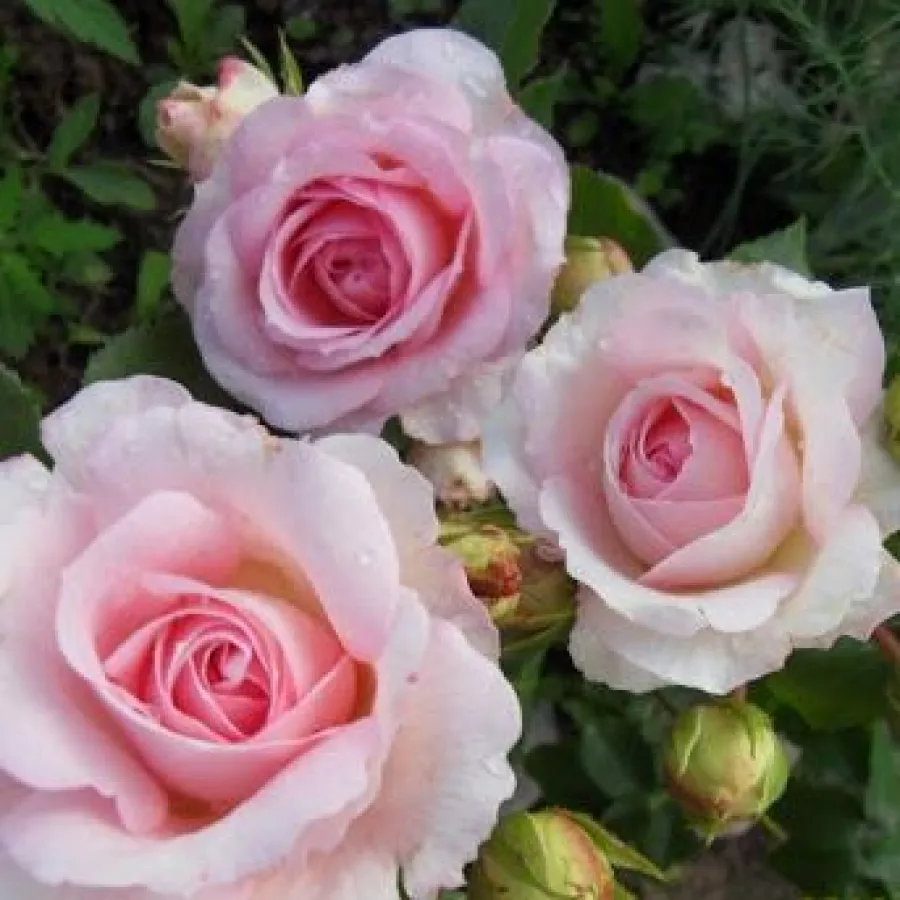 Meilland International - Rosa - Sophia Romantica ® - rosal de pie alto