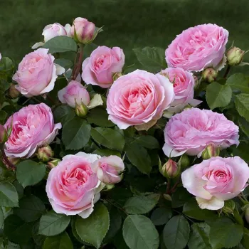 Alb - roz - trandafiri pomisor - Trandafir copac cu trunchi înalt – cu flori tip trandafiri englezești