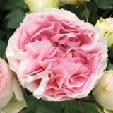 Stamrozen - wit - roze - Rosa Sophia Romantica ® - zacht geurende roos