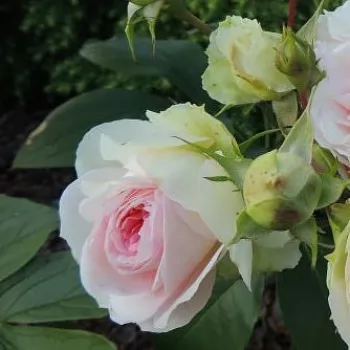 Rosa Sophia Romantica ® - blanc - rose - rosier haute tige - Rosier aux fleurs anglaises