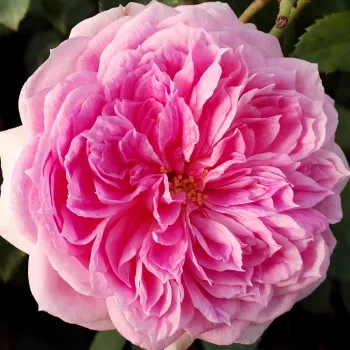 Rózsák webáruháza. - fehér  - rózsaszín - enyhe, visszafogott illatú rózsa - Sophia Romantica ® - nosztalgia rózsa - (60-85 cm)