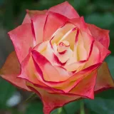 Fehér - vörös - virágágyi floribunda rózsa - Online rózsa vásárlás - Rosa Origami ® - diszkrét illatú rózsa - ánizs aromájú