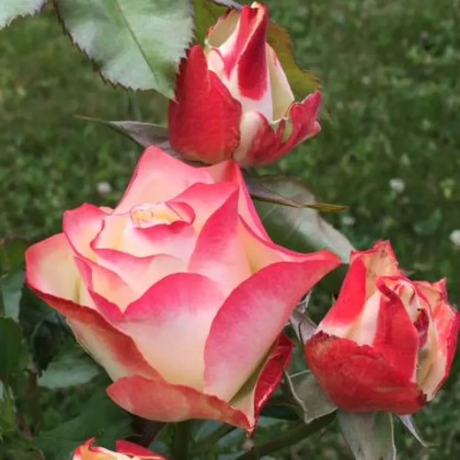 Bijelo - crveno - Ruža - Origami ® - Narudžba ruža