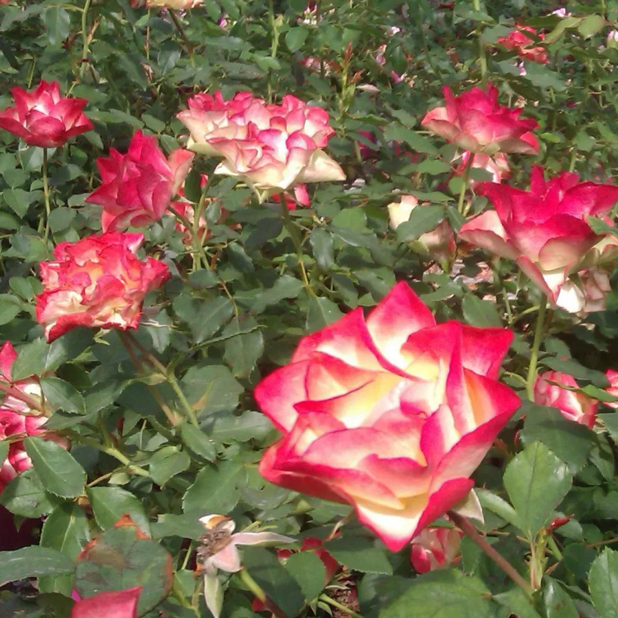 MEImozahiq - Róża - Origami ® - Szkółka Róż Rozaria