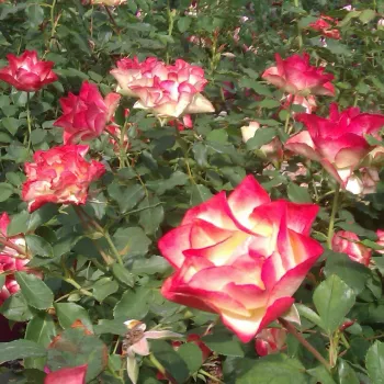 Krémszínű, piros szegéllyel - virágágyi floribunda rózsa   (80-90 cm)