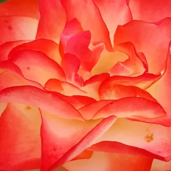 Online rózsa vásárlás - virágágyi floribunda rózsa - fehér - vörös - diszkrét illatú rózsa - ánizs aromájú - Origami ® - (80-90 cm)