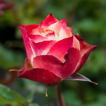 Rosa Origami ® - alb roșu - trandafiri pomisor - Trandafir copac cu trunchi înalt – cu flori în buchet
