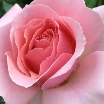 Rózsa rendelés online - rózsaszín - teahibrid rózsa - Frederic Mistral ® - intenzív illatú rózsa - málna aromájú - (100-150 cm)