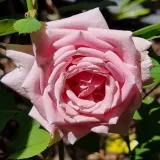 Rosales híbridos de té - rosa - rosa de fragancia intensa - frambuesa - Rosa Frederic Mistral ® - Comprar rosales online