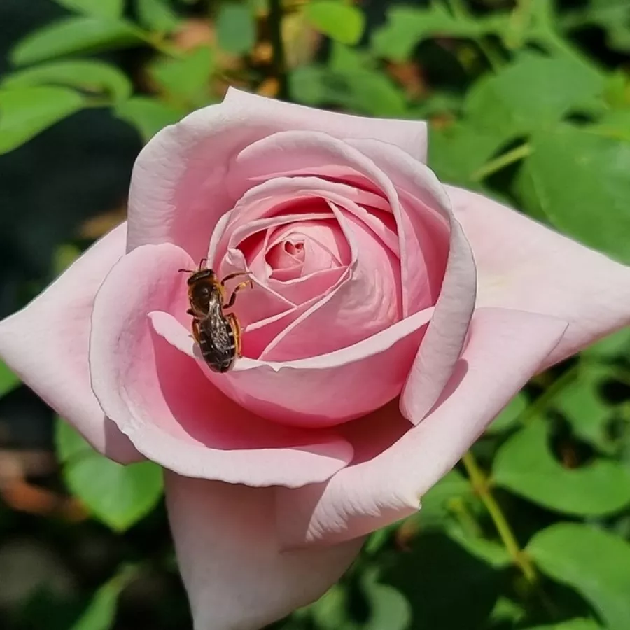 Rózsaszín - Rózsa - Frederic Mistral ® - Online rózsa rendelés