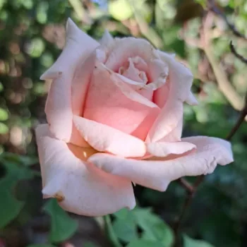 Rosa Frederic Mistral ® - rózsaszín - teahibrid rózsa