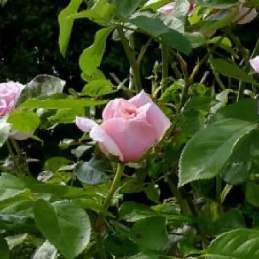 Angolrózsa virágú- magastörzsű rózsafa - Rózsa - Frederic Mistral ® - Kertészeti webáruház