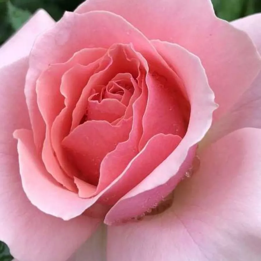 Solitaria - Rosa - Frederic Mistral ® - rosal de pie alto