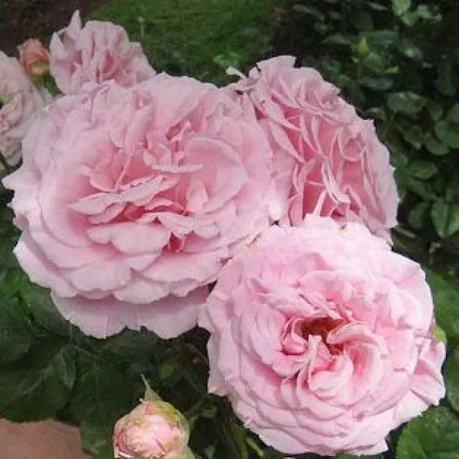 Vrtnice čajevke - Roza - Frederic Mistral ® - vrtnice - proizvodnja in spletna prodaja sadik