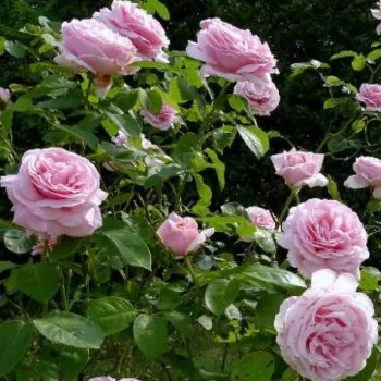 Svijetlo ružičasta - hibridna čajevka - ruža intenzivnog mirisa - aroma kupine