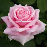 Teahibrid rózsa - rózsaszín - Online rózsa rendelés - Rosa Frederic Mistral ® - intenzív illatú rózsa - málna aromájú