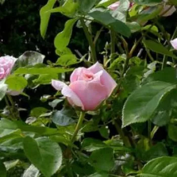Rosa Frederic Mistral ® - rózsaszín - teahibrid rózsa
