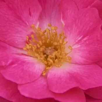 Rózsák webáruháza. - rózsaszín - virágágyi floribunda rózsa - Bad Wörishofen ® - nem illatos rózsa - (60-70 cm)
