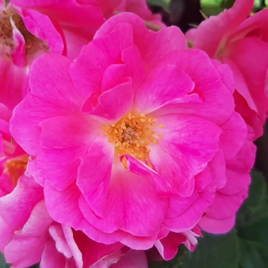 Róże rabatowe grandiflora - floribunda - Róża - Bad Wörishofen ® - Szkółka Róż Rozaria