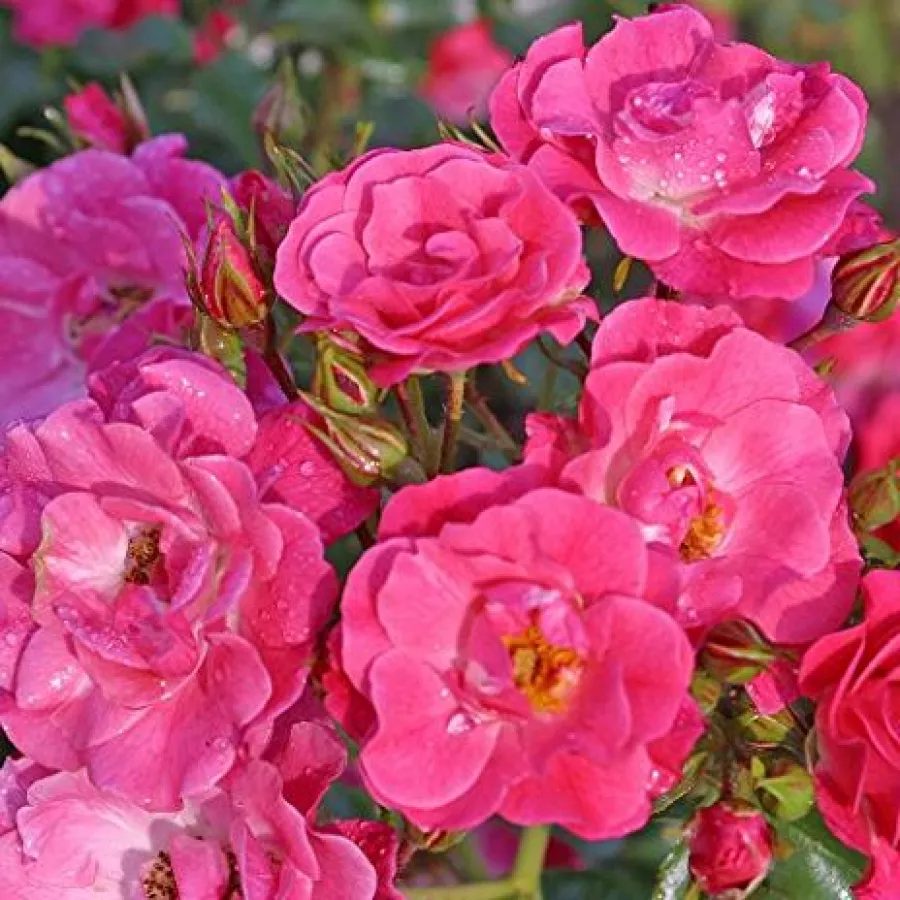 Rózsaszín - Rózsa - Bad Wörishofen ® - Online rózsa rendelés