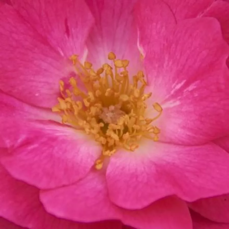 Floribunda - Trandafiri - Bad Wörishofen ® - Trandafiri online