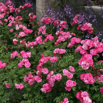 Rosa - Árbol de Rosas Flor Simple - rosal de pie alto- forma de corona tupida