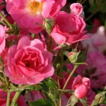 Rosa Bad Wörishofen ® - roz - trandafiri pomisor - Trandafir copac cu trunchi înalt – cu flori simpli